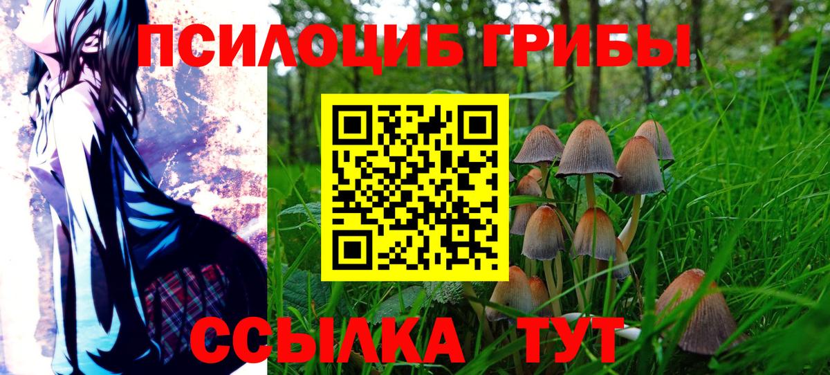 Псилоцибиновые грибы Cubensis Москва